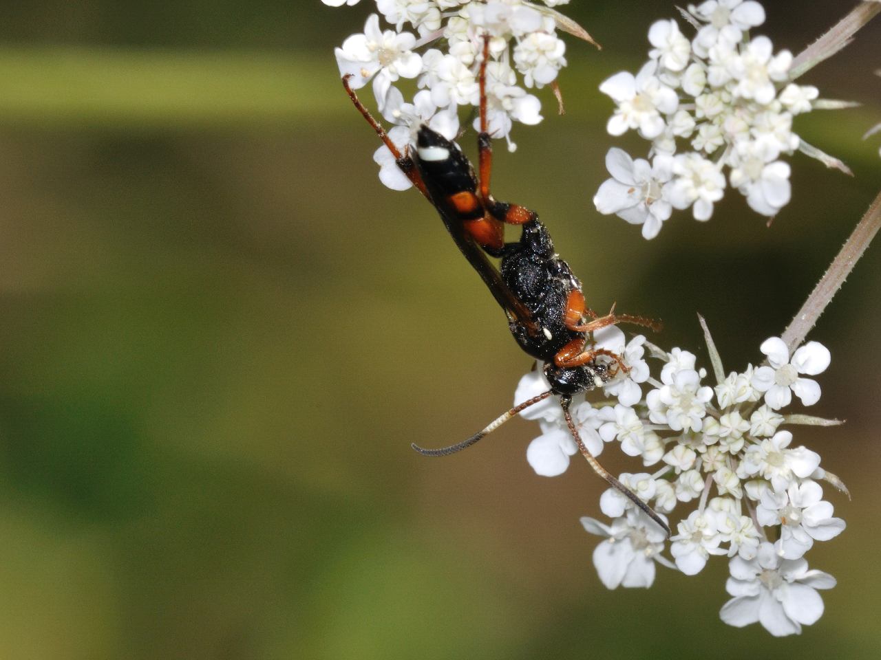 Ichneumon sarcitorius ♀ (Ichneumonidae)